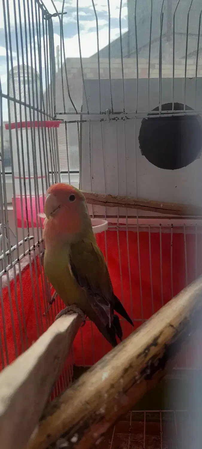 طوطی برزیلی|پرنده|مشگین شهر, |دیوار