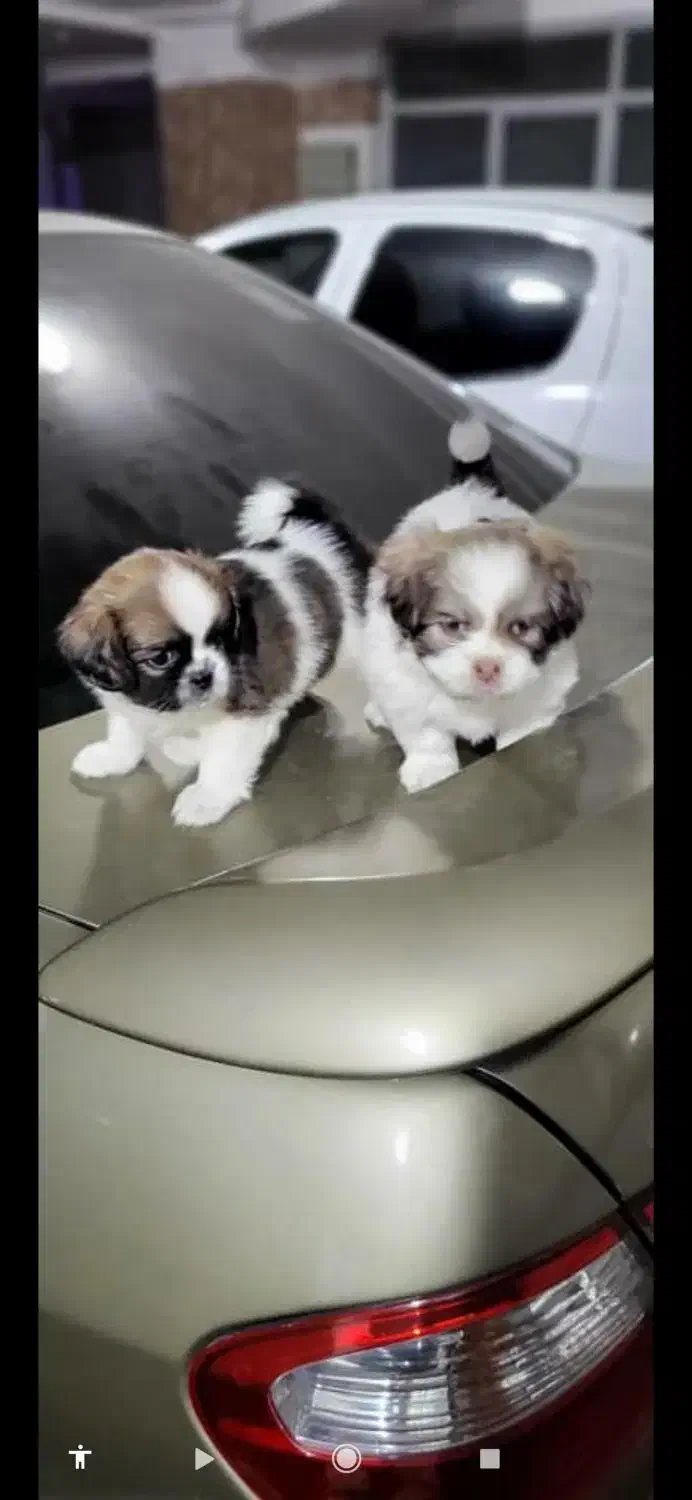 دو عدد توله شیتزو تریر با اصالت|سگ|کرج, شاهین‌ویلا|دیوار