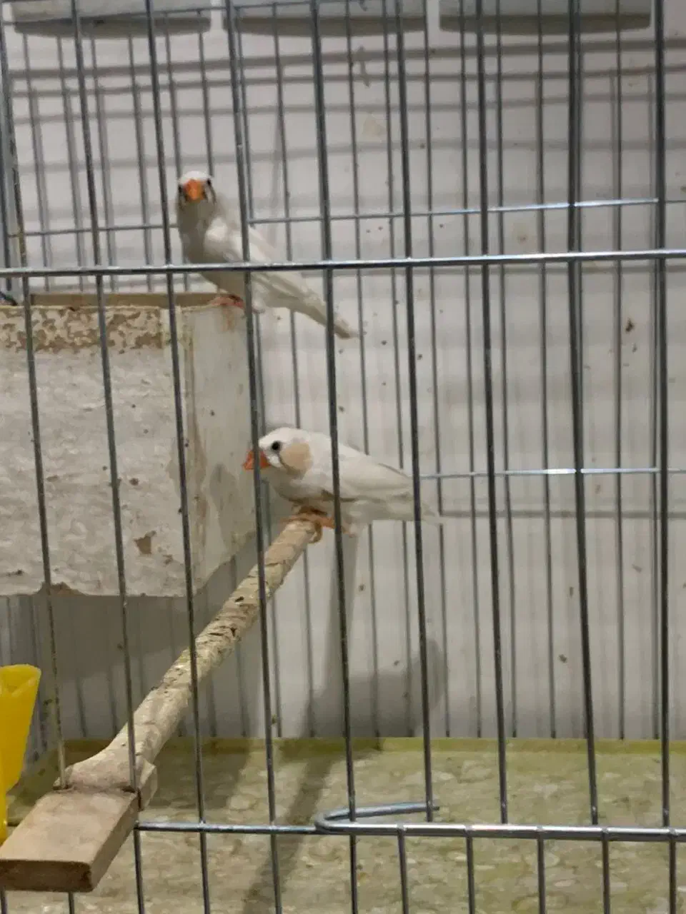 فنج زبرا|پرنده|اهواز, معین زاده|دیوار