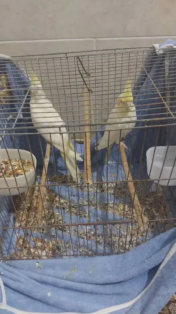 عروس هلندی|پرنده|بندرعباس, |دیوار