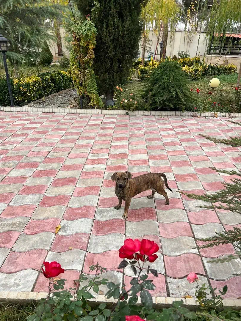 سگ سوسیسی پاکوتاه|سگ|مشکیندشت, |دیوار