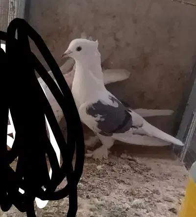 کبوتر|حیوانات|میناب, |دیوار