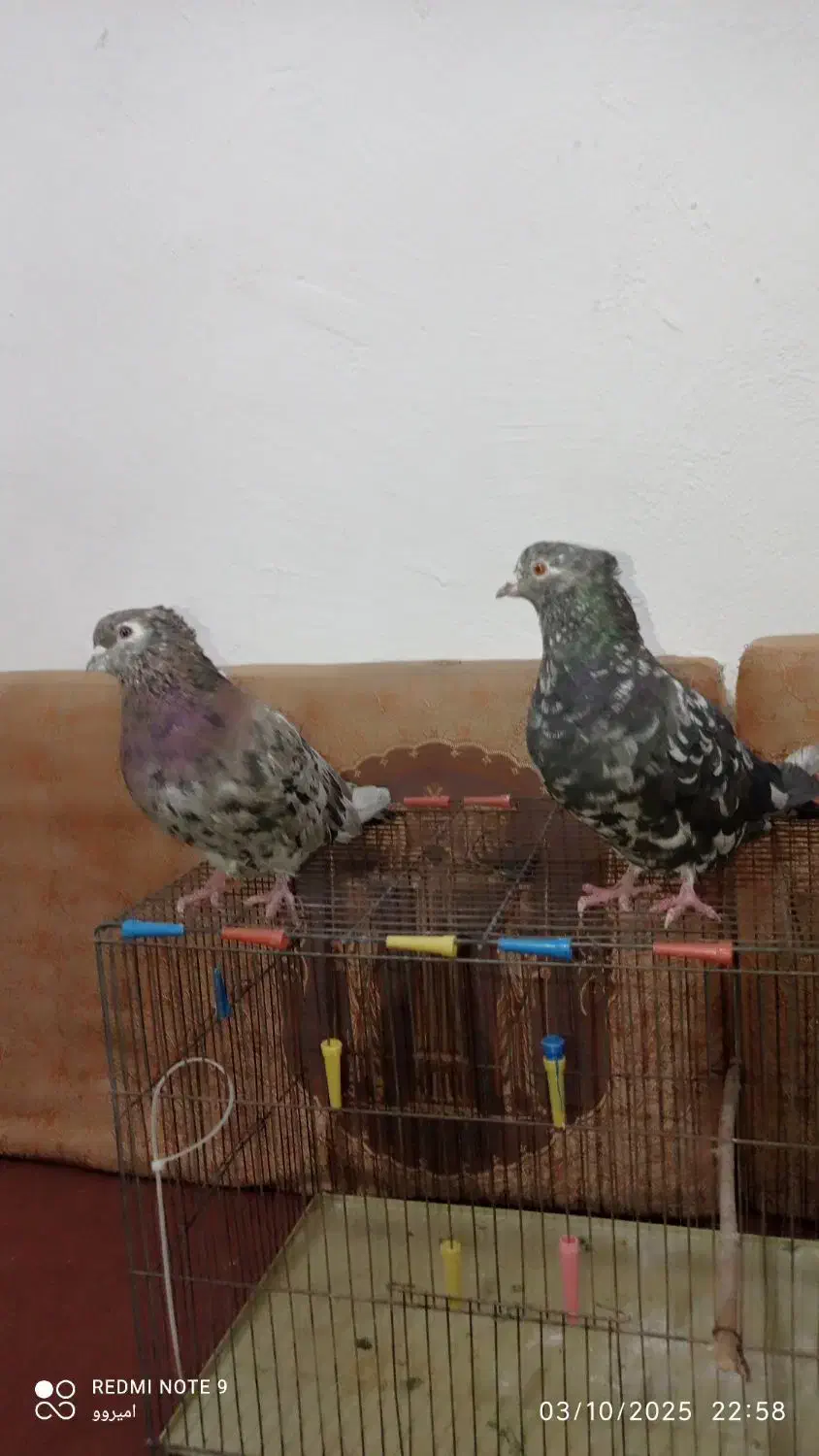 جفت سرور نرو ماده دره شهر|پرنده|دره شهر, |دیوار