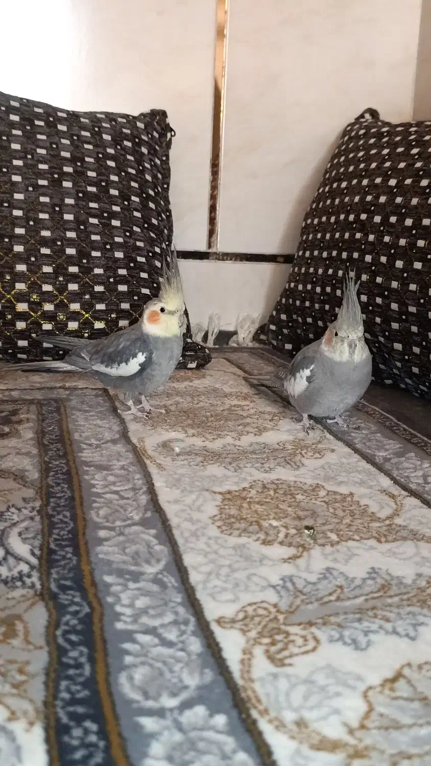 عروس هلندی|پرنده|خمینیشهر, |دیوار