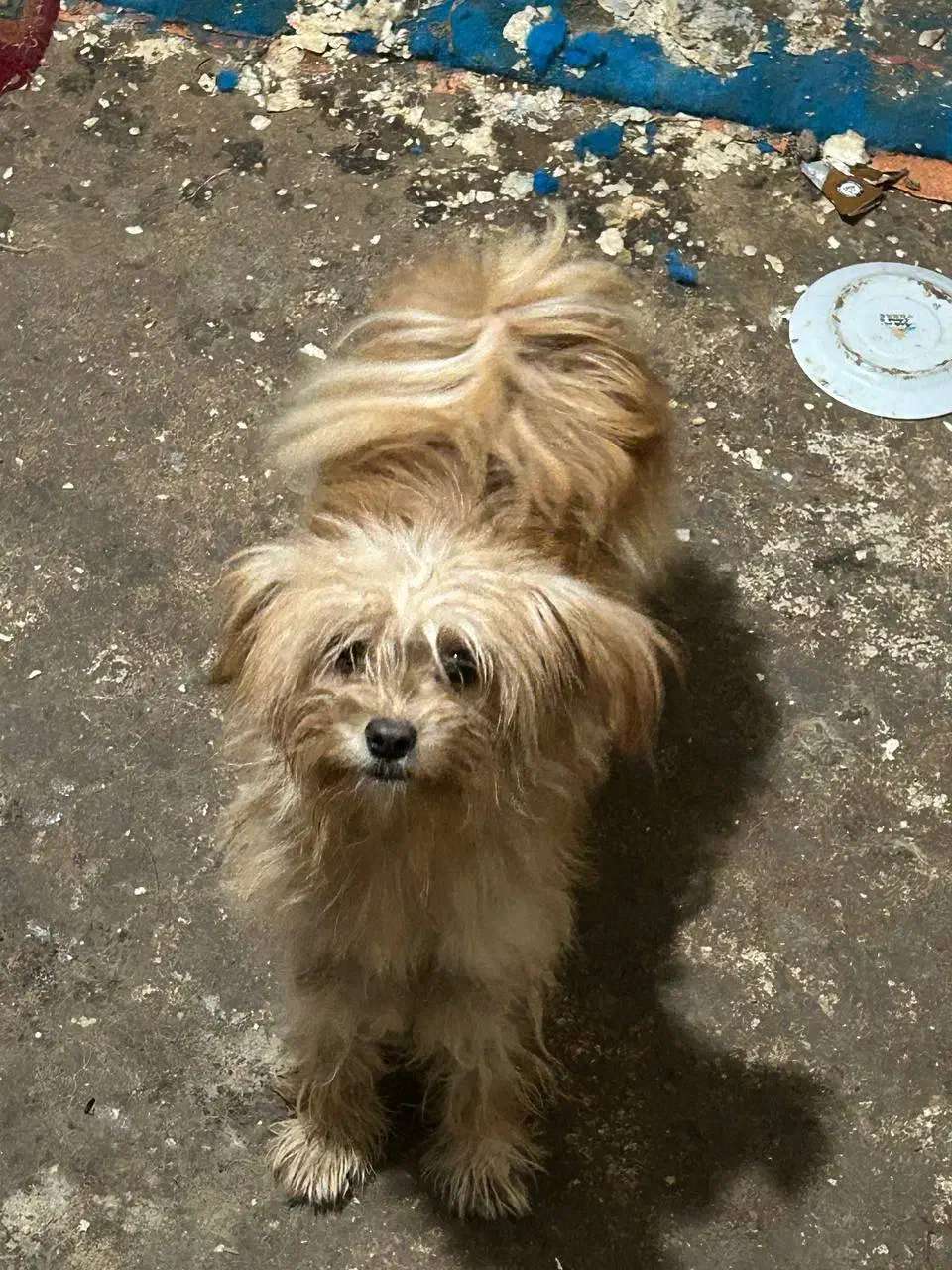 با سلام از دیوار|سگ|مراغه, |دیوار