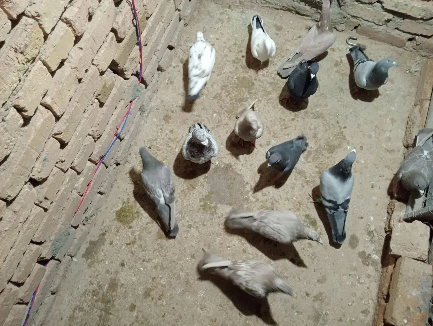 کفتر دانه ۲۰۰|پرنده|بشاریات, |دیوار