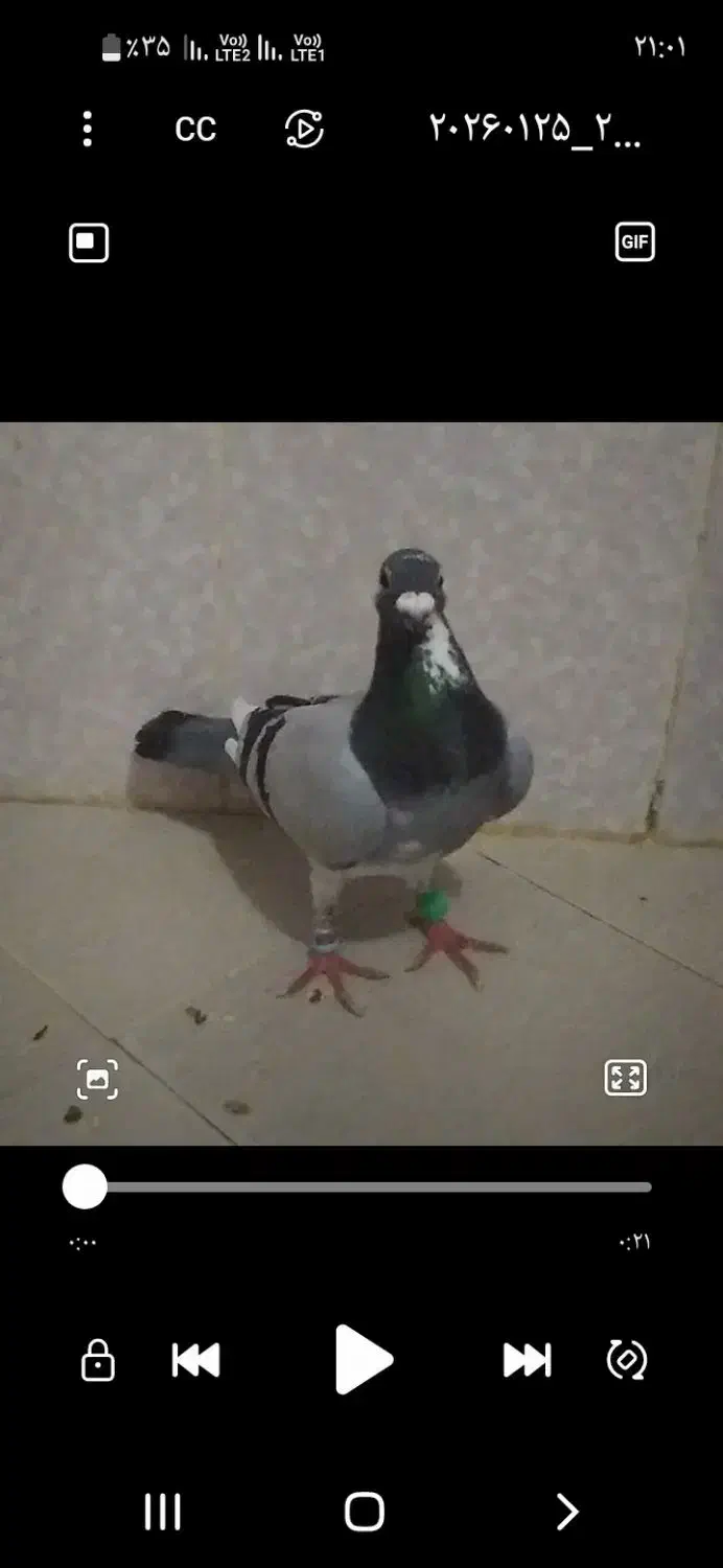 کفتر جلک|پرنده|تایباد, |دیوار