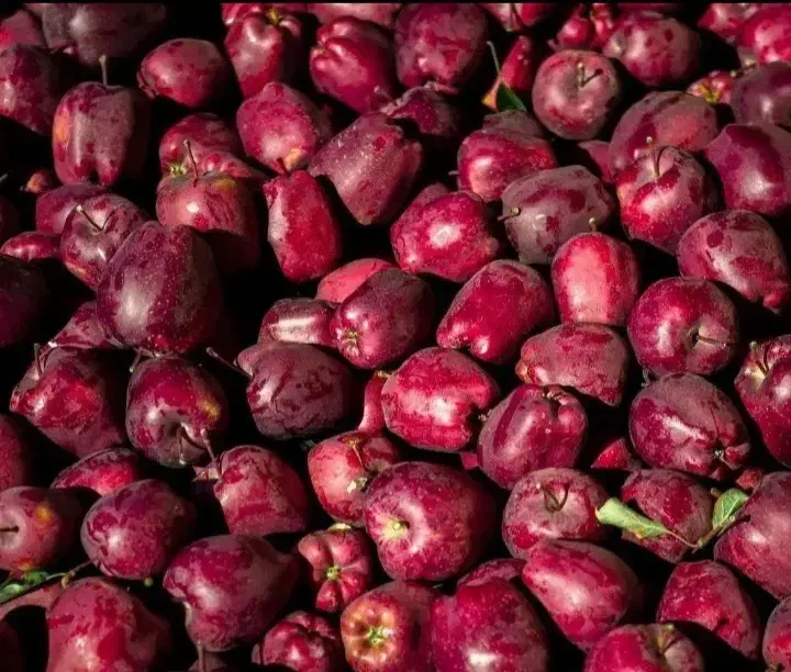 اکیب سیب چین دارم کار دارید تماس بگیرید با تشکر|خدمات باغبانی و درختکاری|مراغه, |دیوار