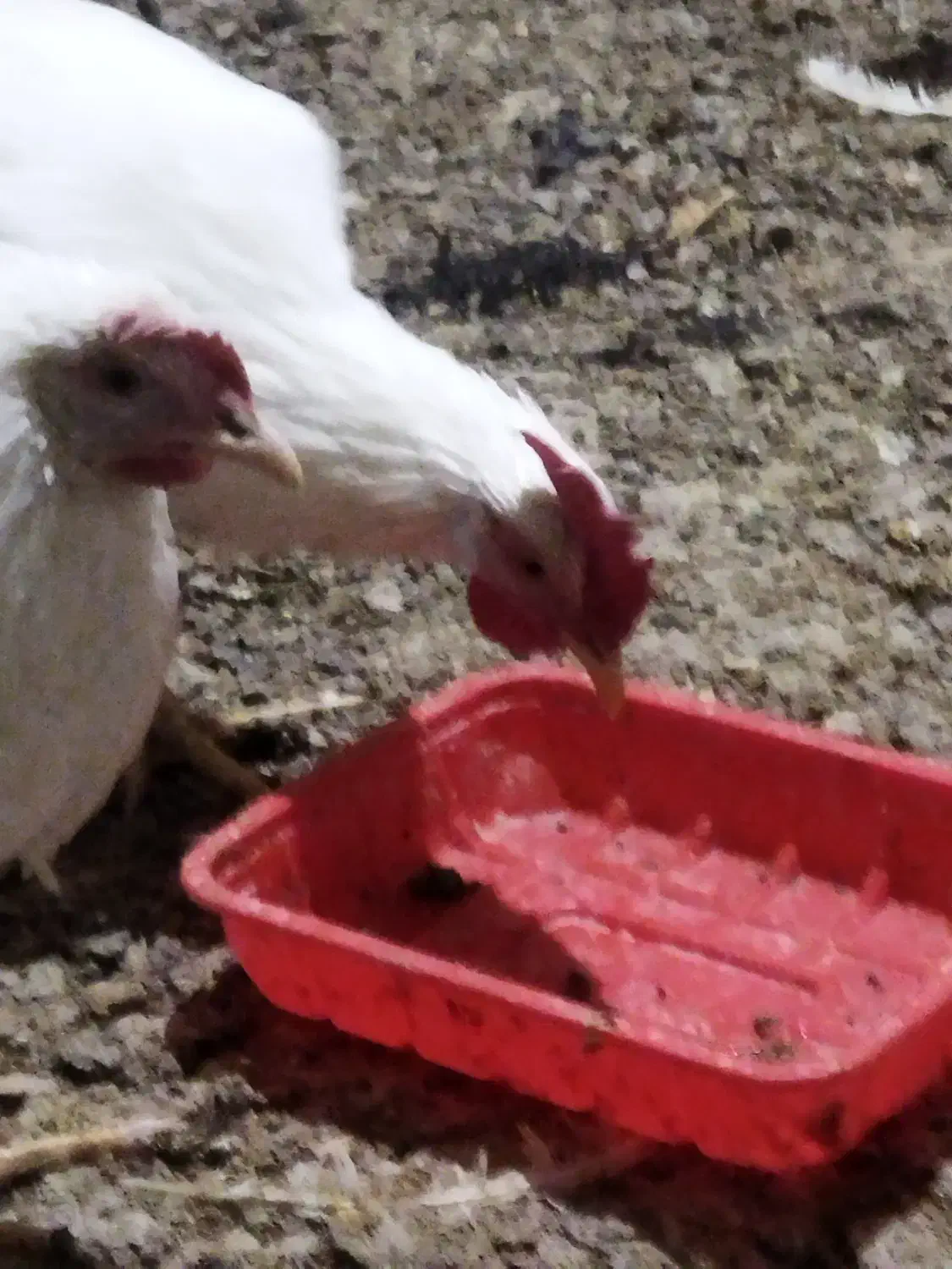 تعدادی خروس زیر قیمت حراج شده|حیوانات مزرعه|هشتگرد, سعید آباد|دیوار