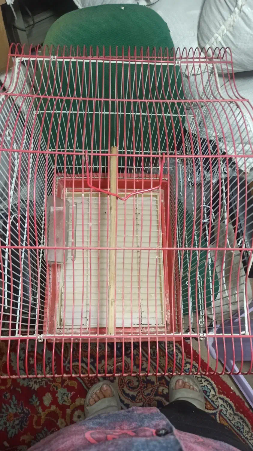 قفس پرنده|لوازم جانبی حیوانات|قرچک, محمد آباد|دیوار