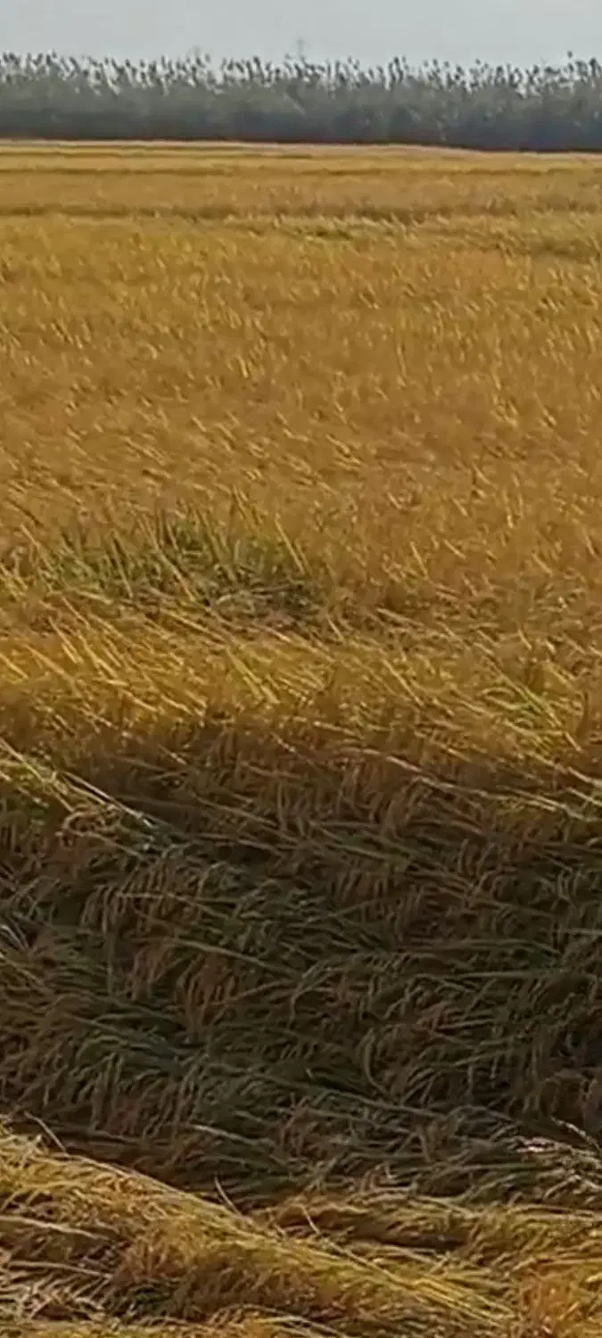 شالی فجر درجه 1 بذری|خوردنی و آشامیدنی|سنگدوین, |دیوار