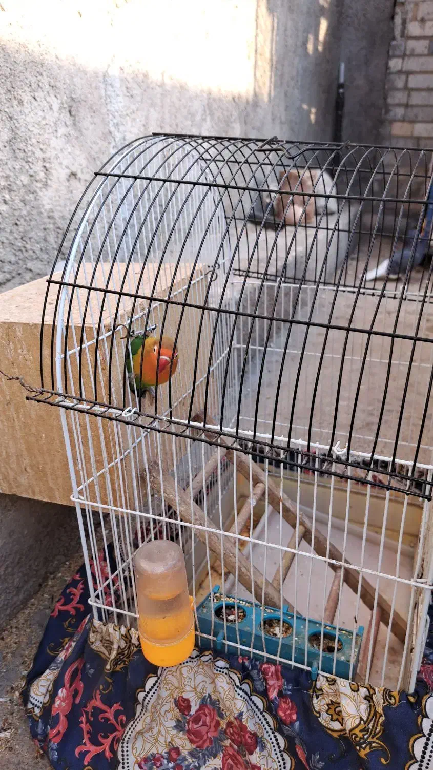 طوطی برزیلی|پرنده|ایذه, |دیوار