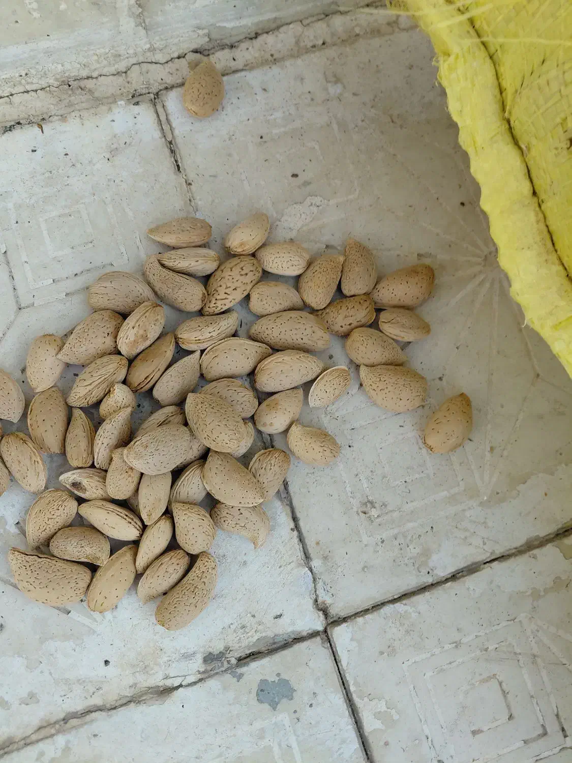 بادام تلخ و بادام شیرین|خوردنی و آشامیدنی|خوانسار, |دیوار