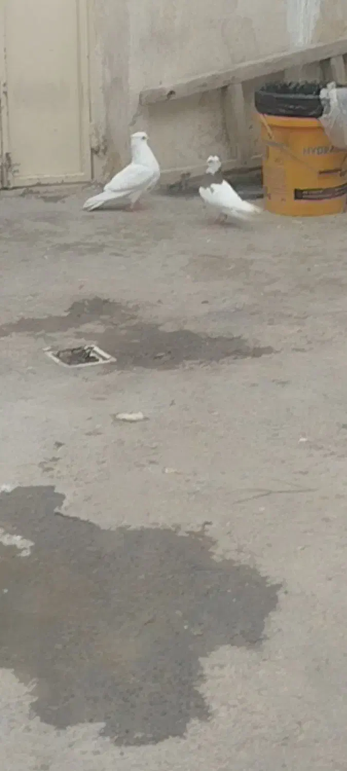 ۲ دوتا کبوتر گم کردم|حیوانات|اسلام‌‌آباد غرب, |دیوار