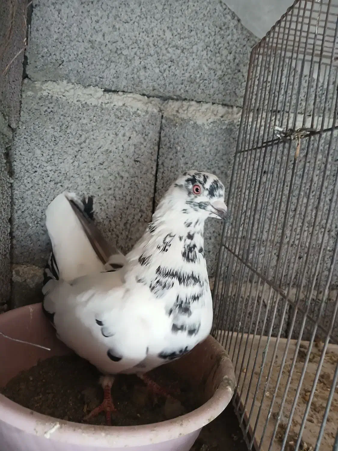 کبوتر طوقی وکله خال اینا|پرنده|سنندج, |دیوار