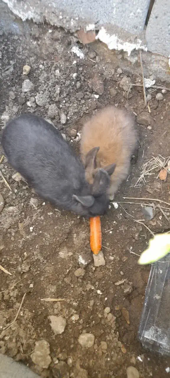 خرگوش|موش و خرگوش|گالیکش, |دیوار