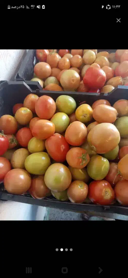 گوجه با کیفیت فقط ۵ تومن|خوردنی و آشامیدنی|اردبیل, |دیوار