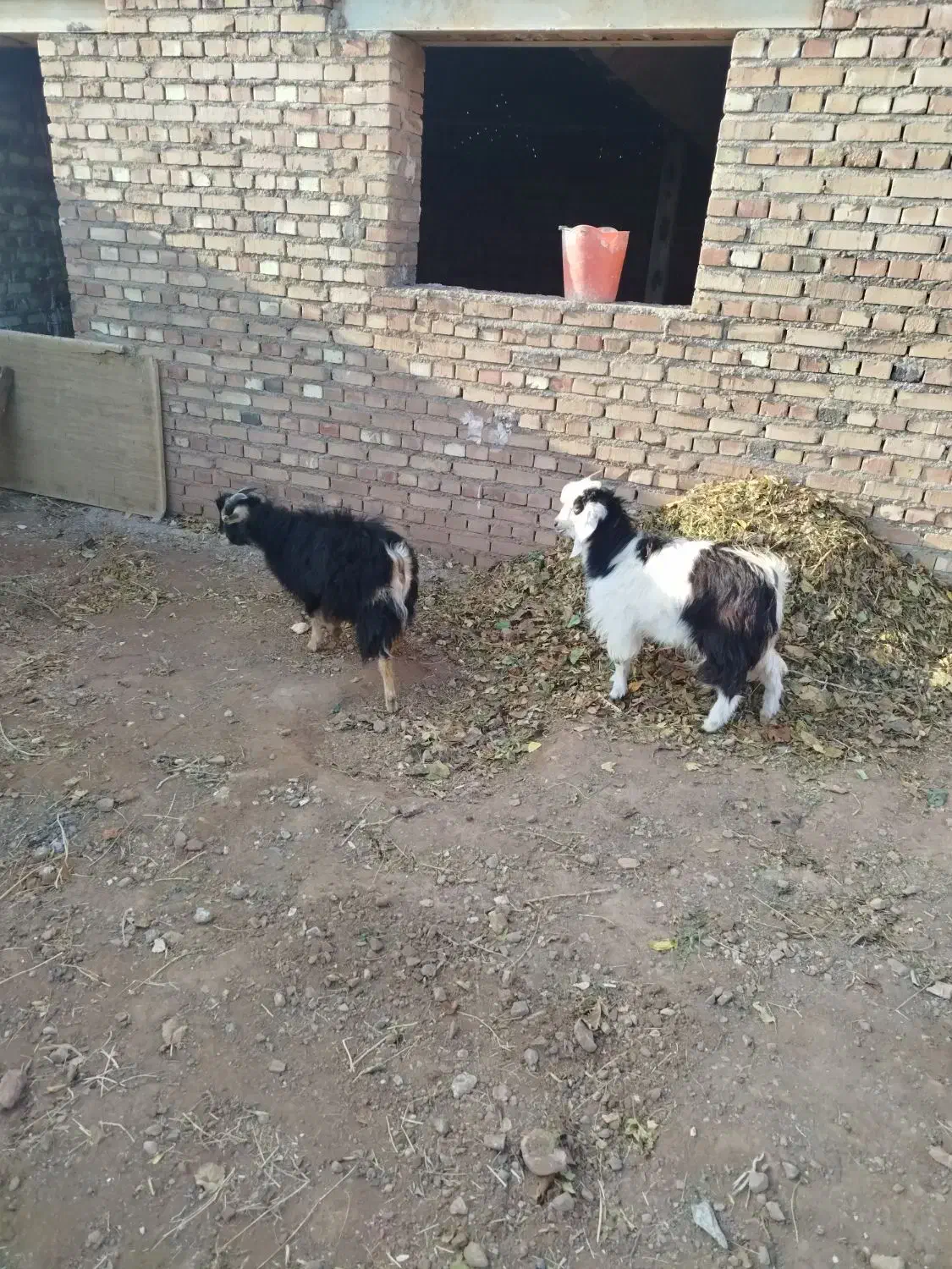 دو عدد بزغاله نر خوب|حیوانات مزرعه|سلماس, |دیوار