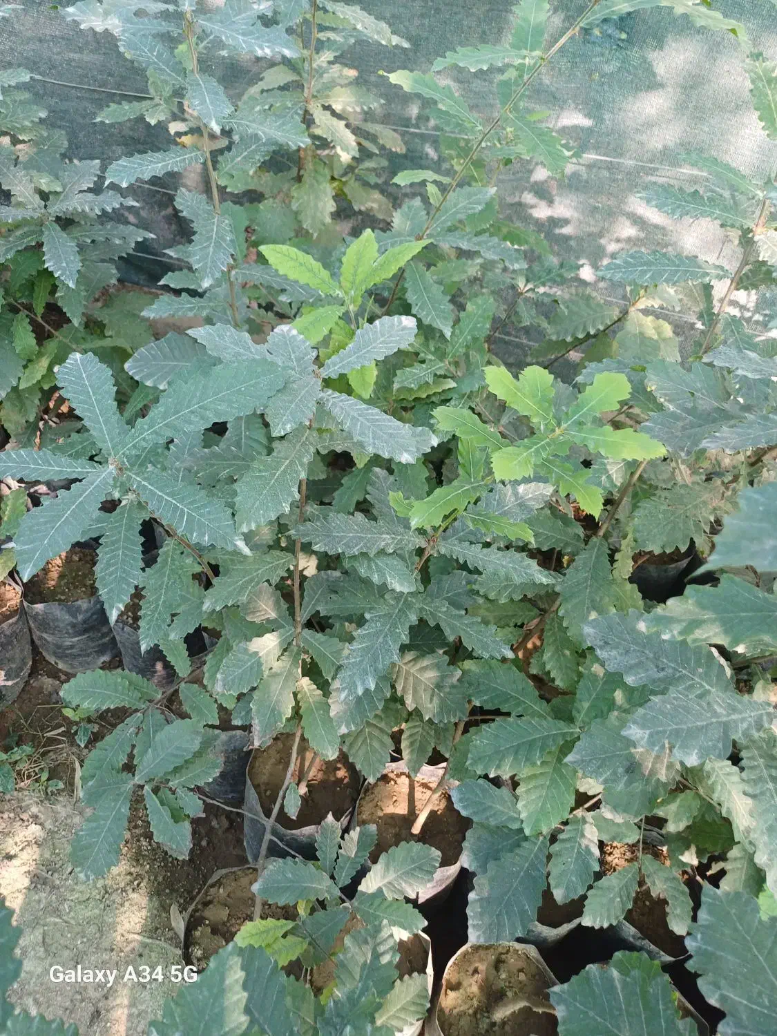 فروش نهال بلوط|خدمات باغبانی و درختکاری|ساری, |دیوار