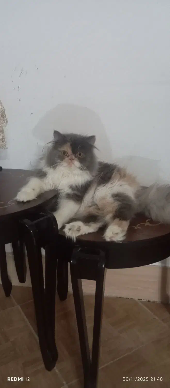 گربه ماده جهت جفت|گربه|بیرجند, |دیوار