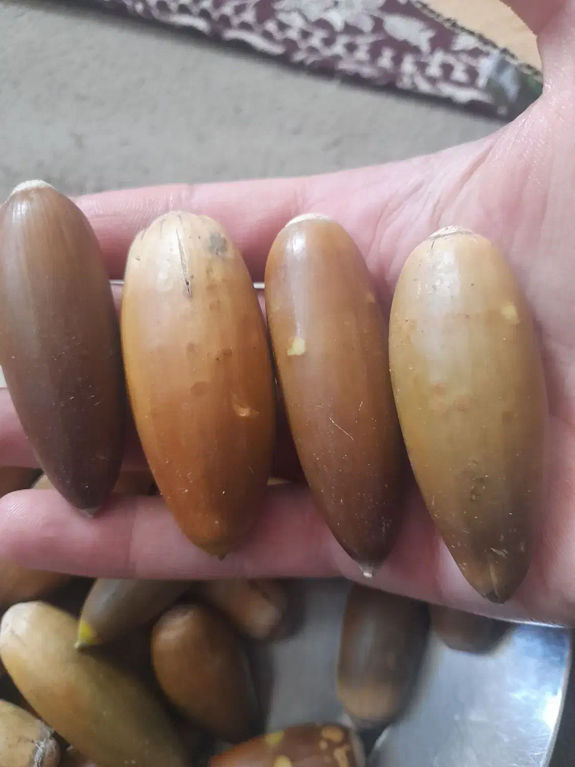 بلوط فروشی در ملکشاهی|خوردنی و آشامیدنی|ملکشاهی, |دیوار