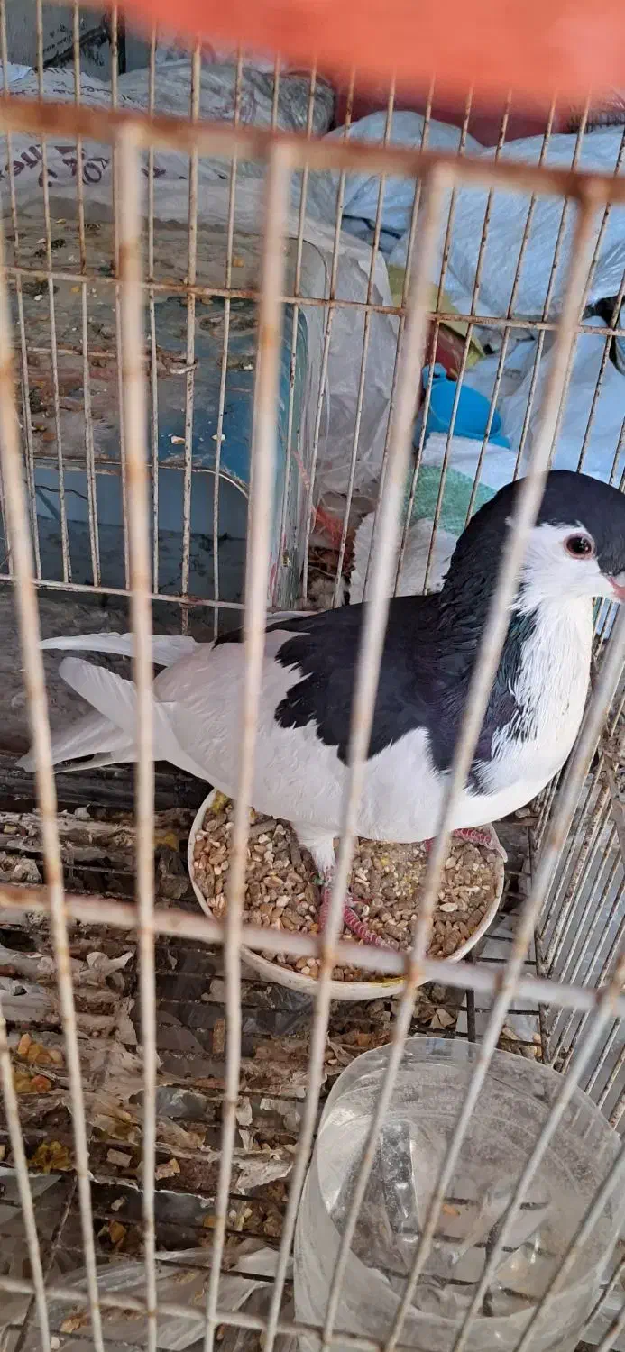 یال الماسی نر|پرنده|شیراز, پودنک|دیوار