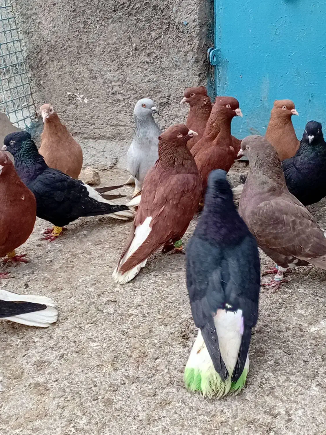 کبوتر|پرنده|کرمانشاه, |دیوار