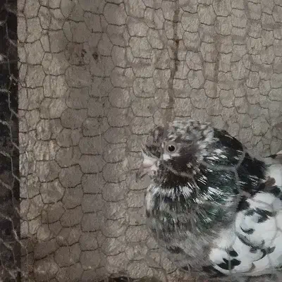 گم شده کبوتر سمت روستای مارگیرده|اشیا|نوشهر, |دیوار