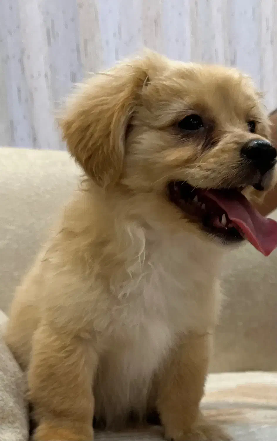 فروش توله ۳ماهه|سگ|نجفآباد, امام خمینی|دیوار