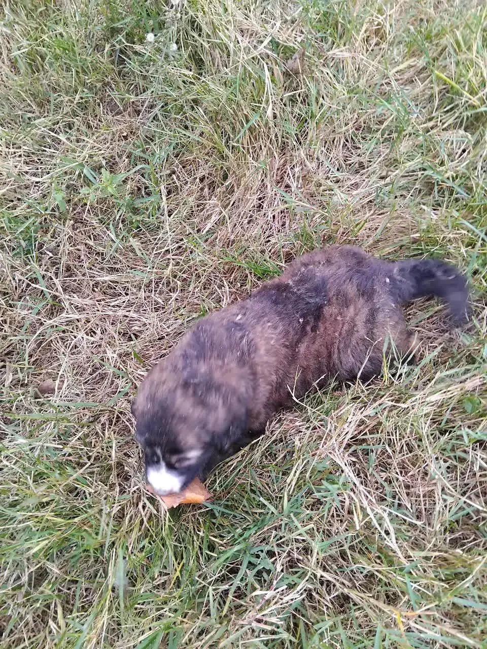 واگذاری سگ نر|سگ|توتکابن, |دیوار