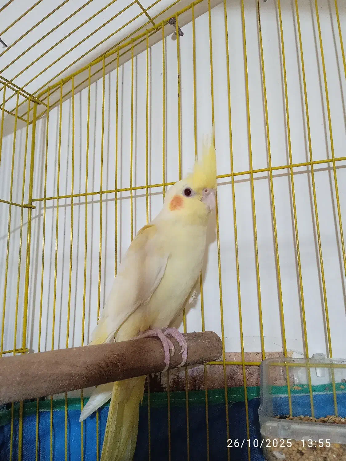 عروس هلندی نروماده|پرنده|لنگرود, |دیوار