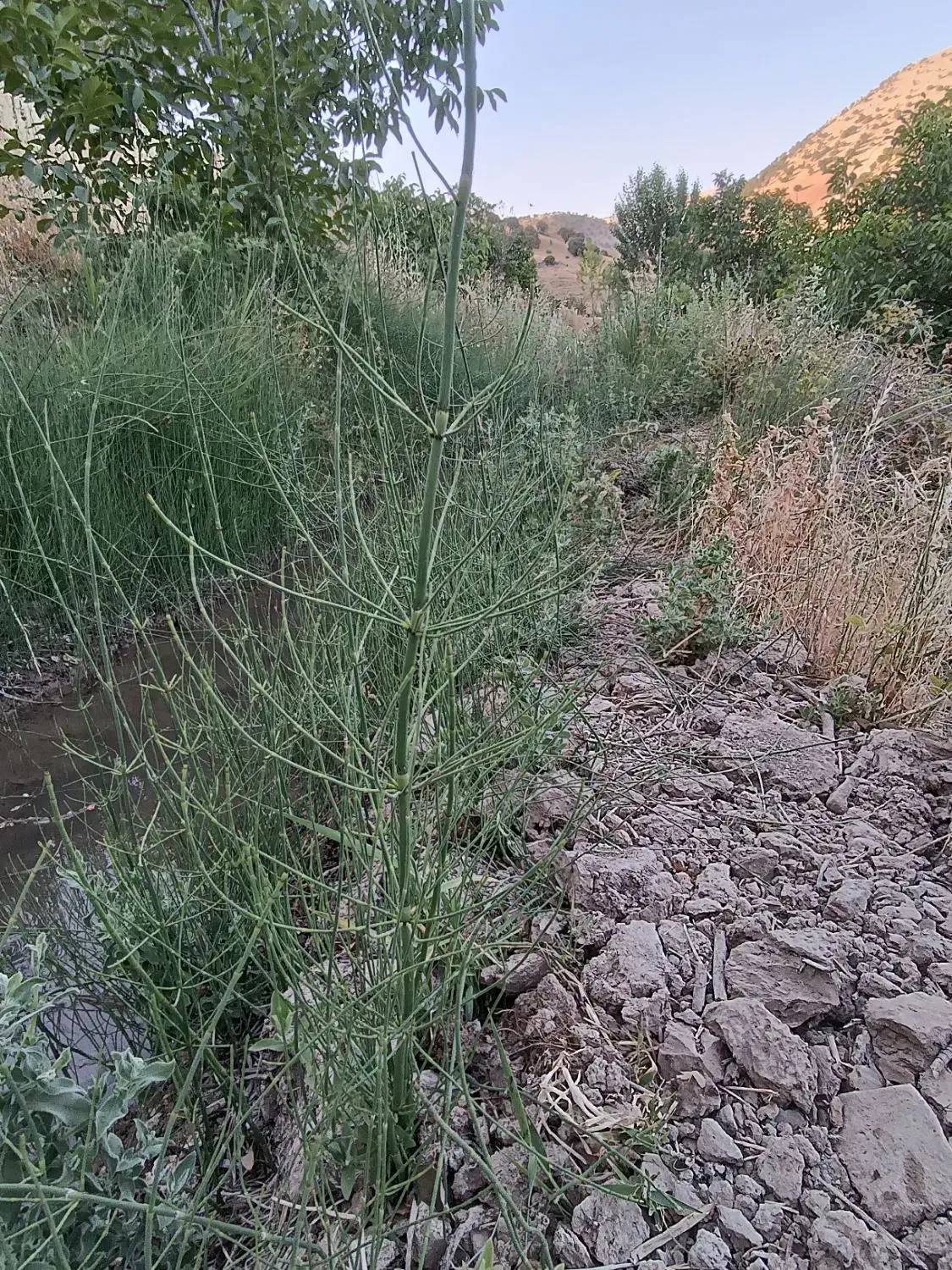 زمین اجاره ای|اجارهٔ دفتر صنعتی، کشاورزی، تجاری|ثلاث باباجانی, |دیوار