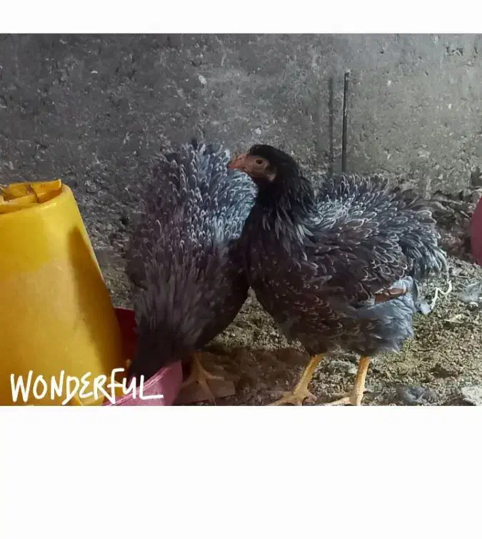 فروش ۳۰ قطعه لاکنولدر استرالورپ ویاندوت بلورد|حیوانات مزرعه|محلات, |دیوار