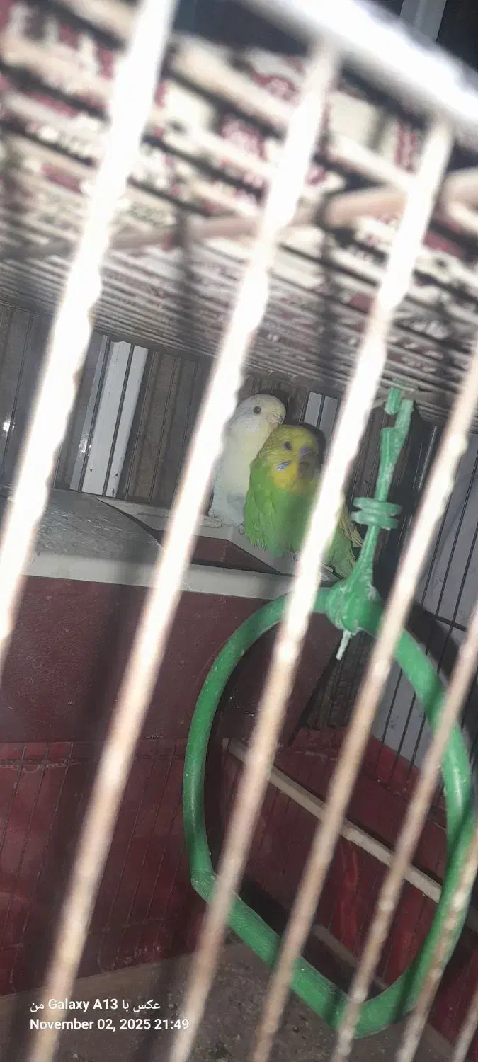 جفت مرغ عشق|پرنده|رباط‌کریم, الارد|دیوار