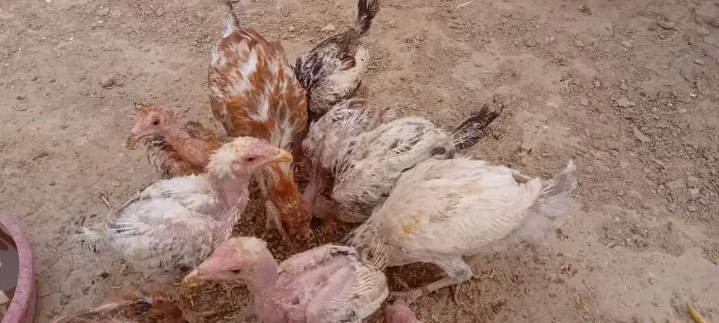 مرغ و خروس و جوجه لاری اصل|حیوانات مزرعه|هیرمند, |دیوار