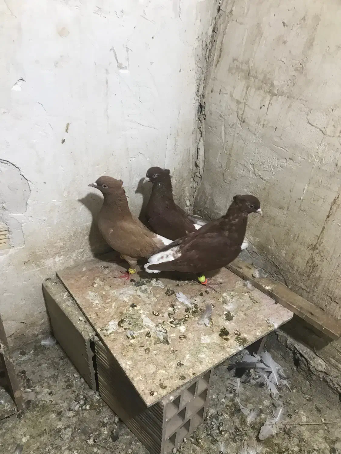 کفتر رنگی|پرنده|الوند, |دیوار