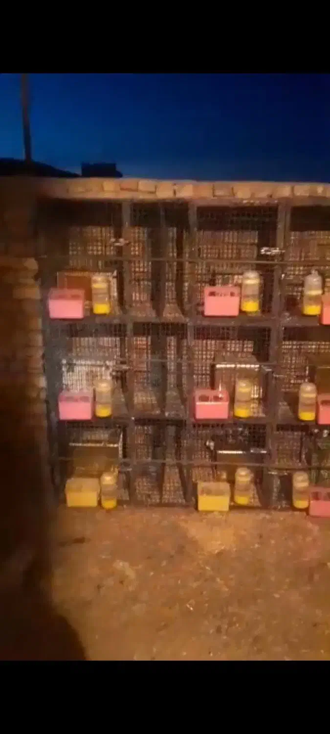 قفس آهنی کامل برایه کبوتر جوجه گیری.|لوازم جانبی حیوانات|فولادشهر, زاینده رود|دیوار