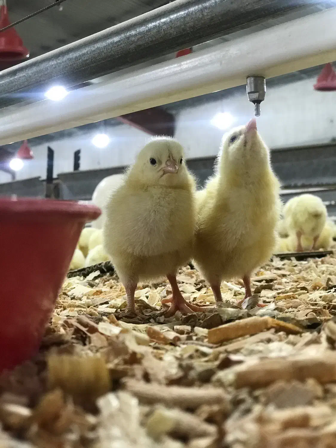 نیروی مرغداری|استخدام صنعتی، فنی، مهندسی|قزوین, |دیوار