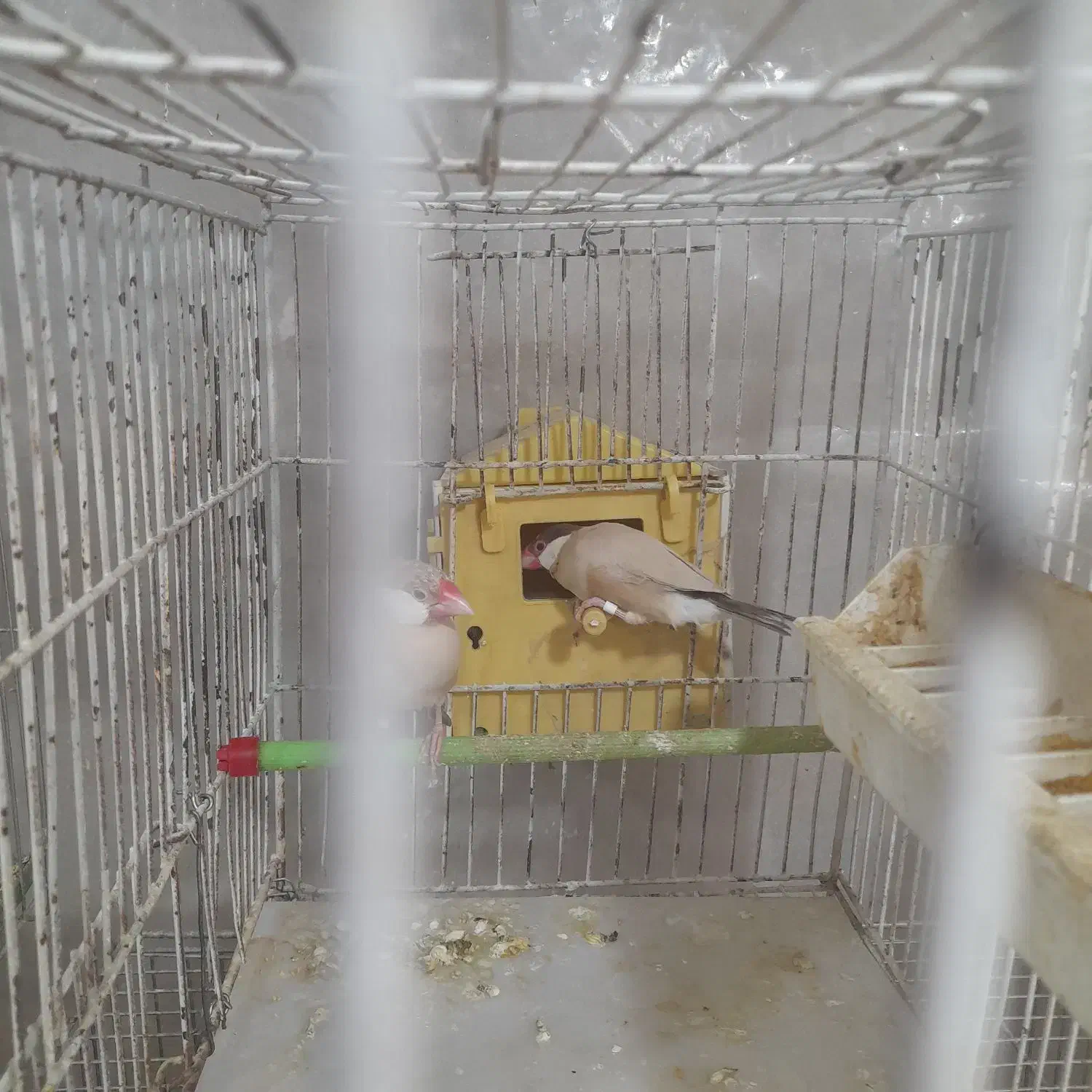 فنج|پرنده|دامغان, |دیوار