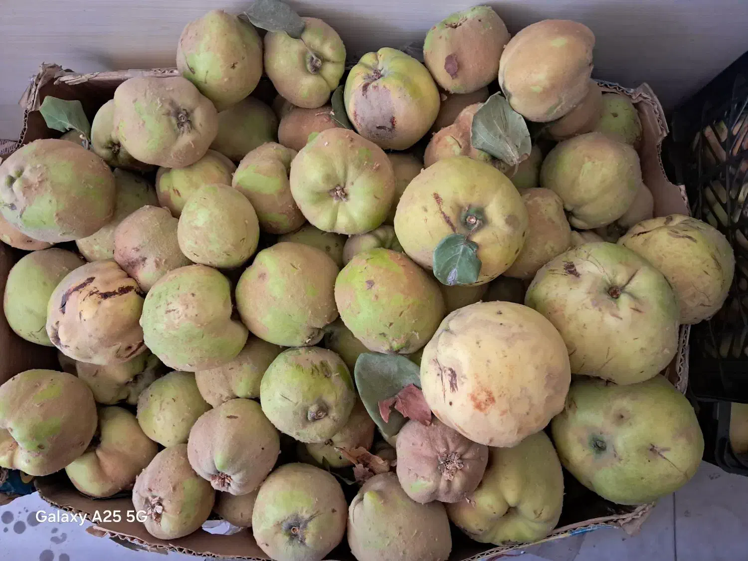 بِه باغی ارگانیک|خوردنی و آشامیدنی|مبارکه, |دیوار