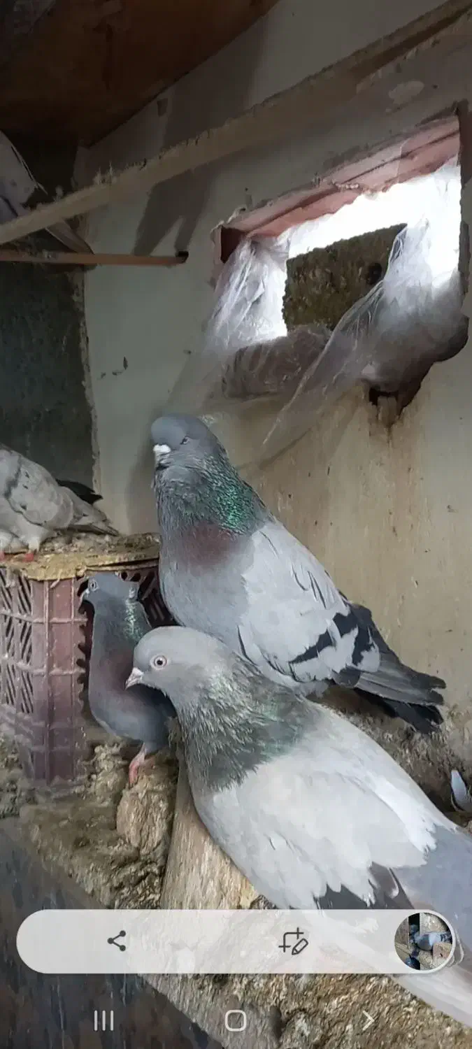 کبوتر سبز|پرنده|ممقان, |دیوار