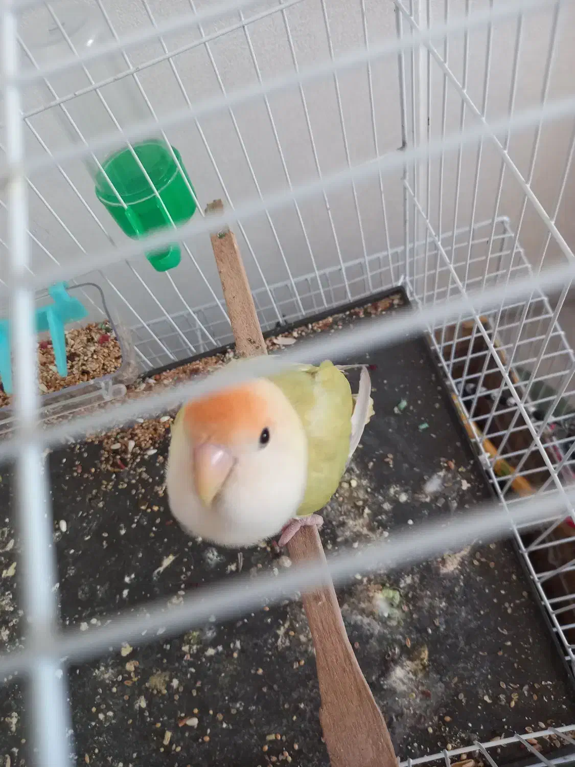 کوتوله برزیلی|پرنده|نیشابور, بزرگمهر|دیوار