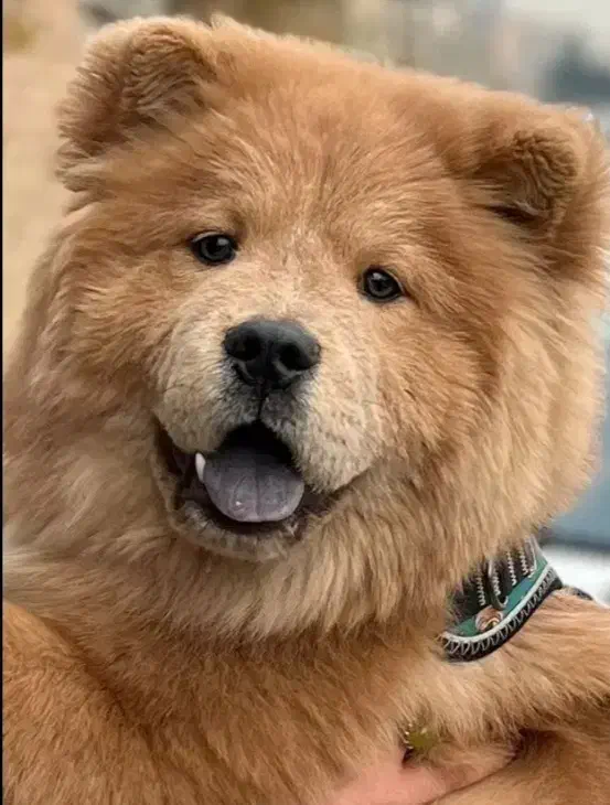 سگ چاو چاو|سگ|تبریز, |دیوار