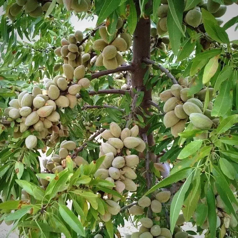 تولید و فروش ارقام دیمی بدون نیاز به آب|خدمات باغبانی و درختکاری|قزوین, |دیوار
