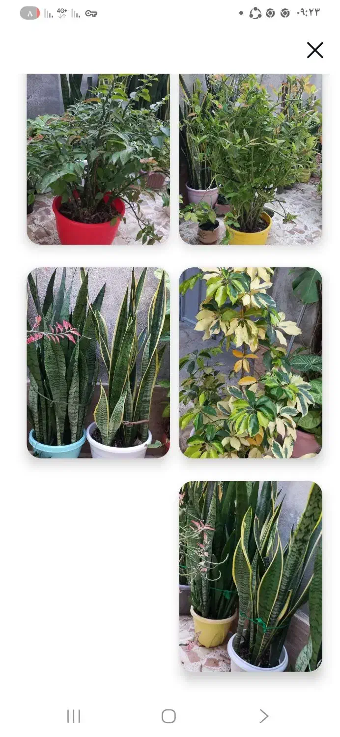 فروش کلی گلها|گل و گیاه طبیعی|رشت, پیرکلاچای|دیوار