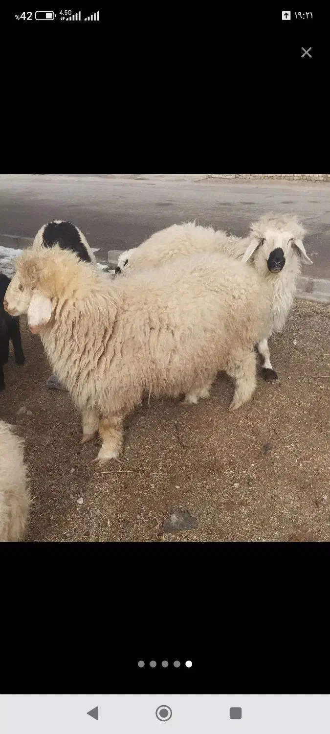 بره نر چاق|حیوانات مزرعه|سربیشه, |دیوار