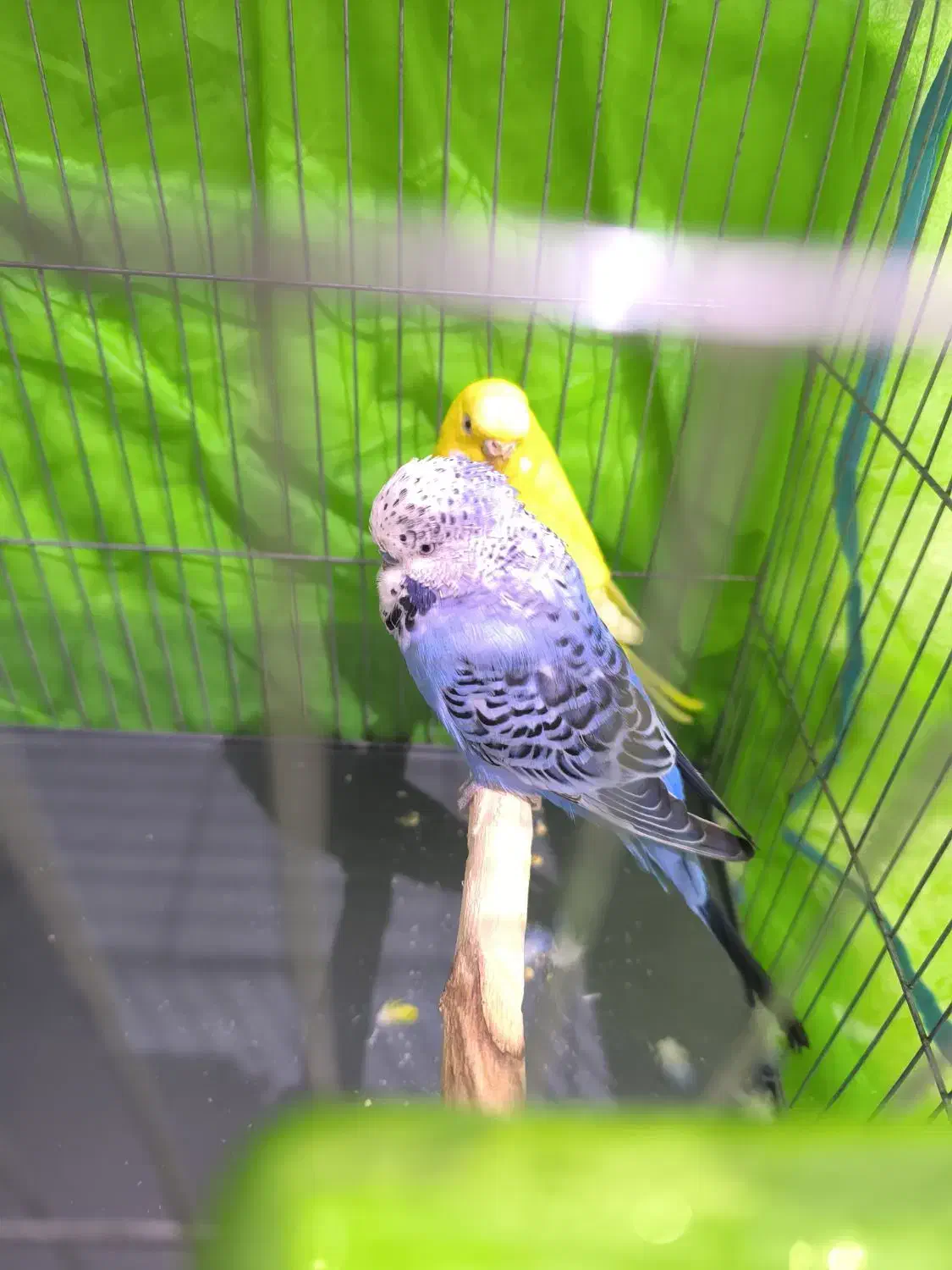 مرغ عشق انگلیسی|پرنده|هشتگرد, فاز ۱ مهستان|دیوار