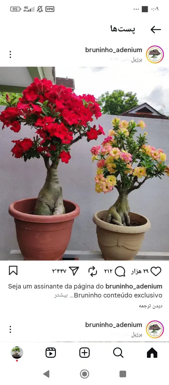 انواع گلهای آدنیوم خاص|گل و گیاه طبیعی|چالدران, |دیوار