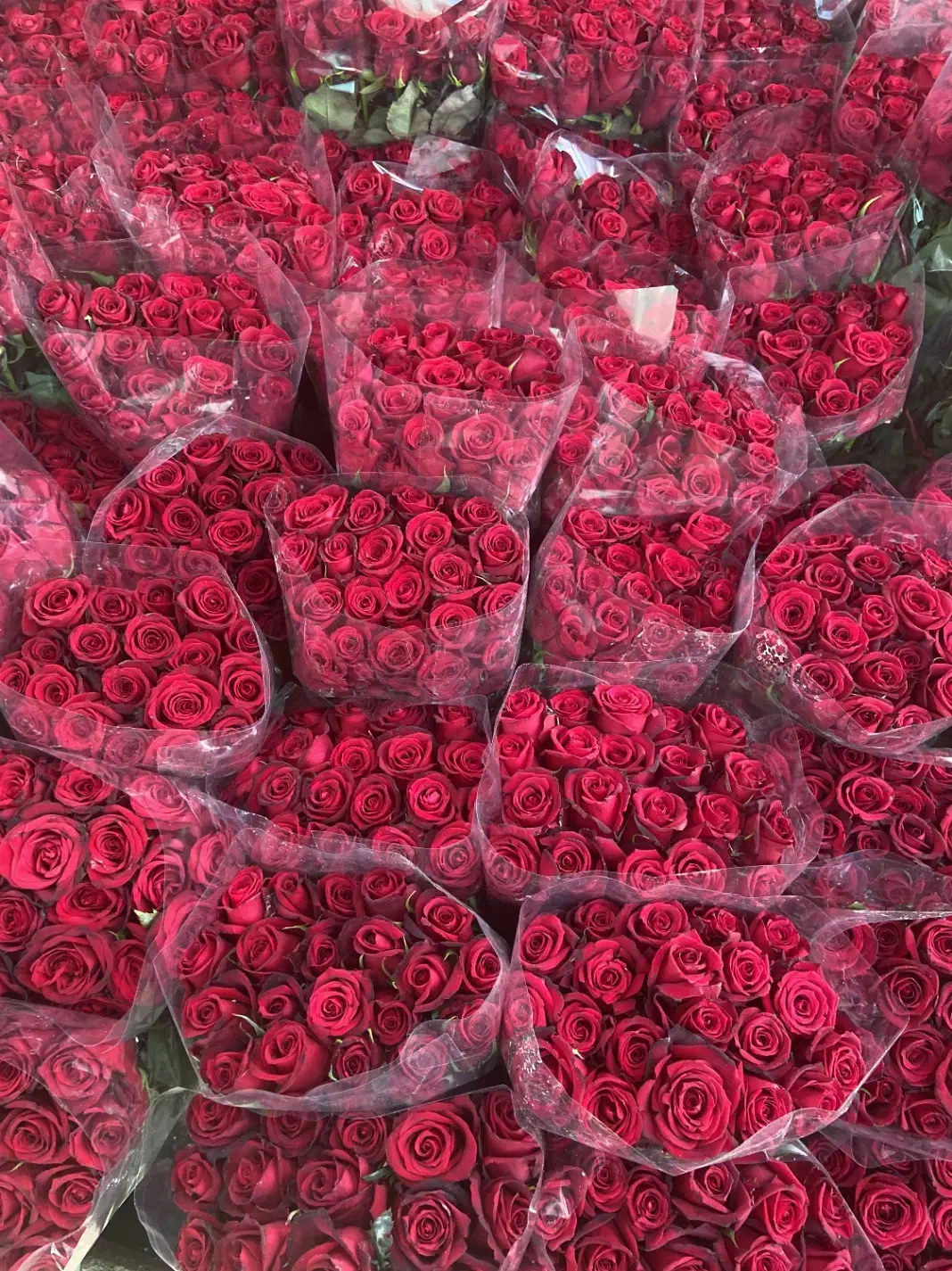 جشنواره رز هلندی بدونه واسطه ازگلخانه|گل و گیاه طبیعی|تهران, آهنگ|دیوار