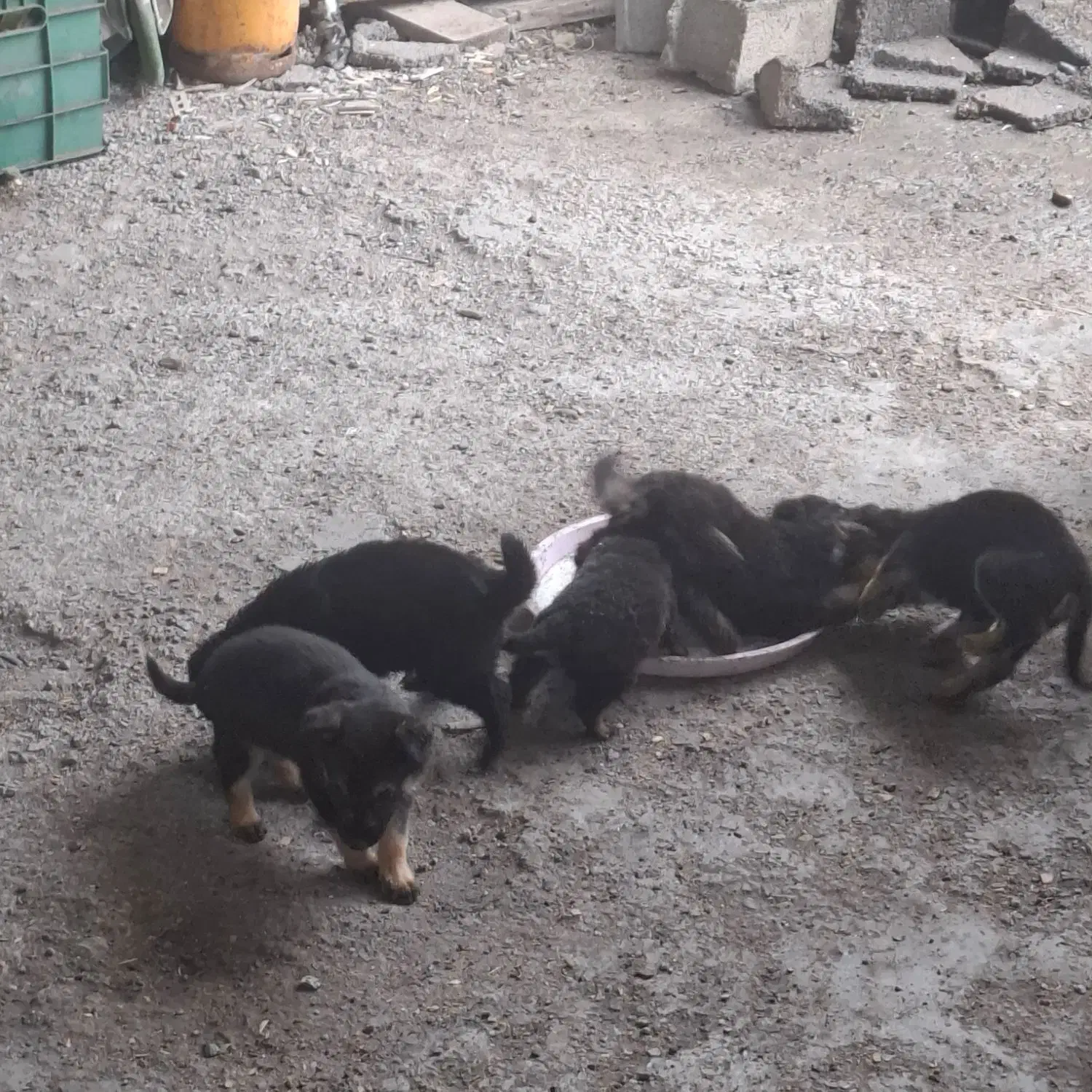 توله ژرمن|سگ|سنگر, |دیوار